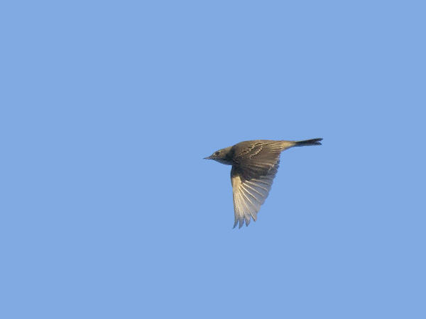 Mongoliankirvinen, Blyth's Pipit, Anthus godlewskii